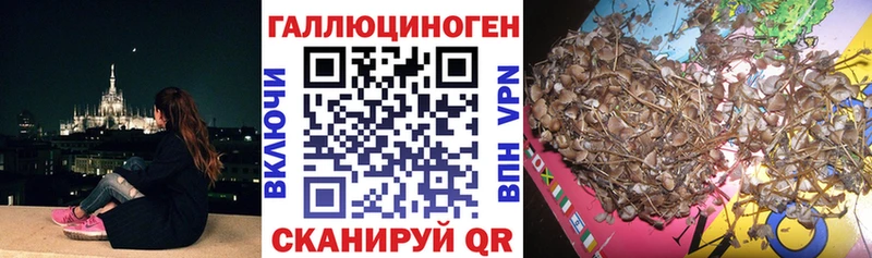 Галлюциногенные грибы Psilocybe  Орехово-Зуево 